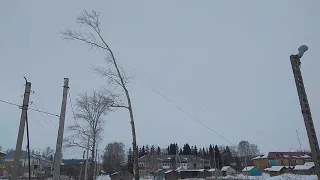 Валим дерево с оттяжкой