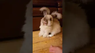 Заяц зевает 🐇