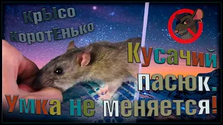 Очень кусачий пасюк Умка! Прошло пол года. Изменения? ( Wild Rats | Дикие Крысы )