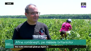 Cultură de afine din Dâmbovița, în sistem bio si tradițional. Afacere certificată internațional.
