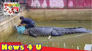Woman mauled to death by pet crocodile