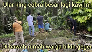 PERTAMA KALI DALAM SEJARAH PENANGKAP4N ULAR KING COBRA 2 EKOR LANGSUNG DI BAWAH RUMAH WARGA