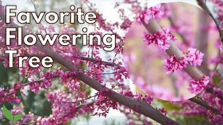 The Best SPRING FLOWERING TREE | Best Small Trees For Front Yard (Redbud Tree)