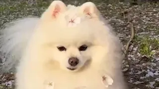 cute pomeranian dogs🐶😘 funny dogs videos 🐩 #funny #cute #dog #shortvideo #shorts #viral #trending