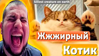 Реация Манурин на "Жжжирный кот" Silliest creature on earth