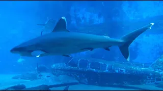 Sharks : Scavengers of the Seas - Documentary