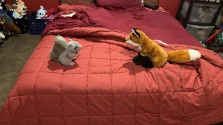 Predator vs Prey episode fifteen: Red Fox vs Grey Squirrel (hosted by Chase)