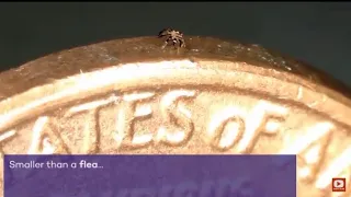 #Science wants to give you Crabs: the WORLD’S SMALLEST remote controlled ROBOTS 🤖 🦀