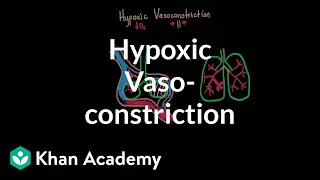 Hypoxic vasoconstriction | Respiratory system diseases | NCLEX-RN | Khan Academy