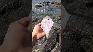 A happy ending - Watch the inspiring rescue of these stingray fish 🐡 #shorts