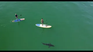 Paddleboarder Falls Near a Great White Shark/ Over 20 Sharks Near Shore!