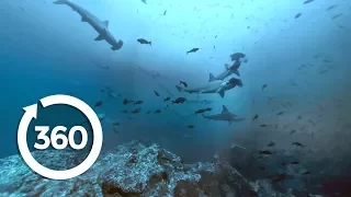 Shark Storm: At Home with Hammerheads (360 Video)