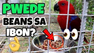 WHAT TO FEED MEDIUM AND LARGE PARROT BIRDS | PARROT DIET HIGH PROTEIN BEANS | MUNTING IBUNAN