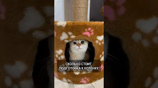 Подготовка к котенку. Стоимость