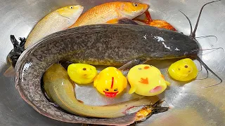 Kem Chanel ra bờ ao bắt cá được cá trê bự, cá chép, cá vàng, con ếch đẻ ra con nòng nọc, cá ba đuôi.