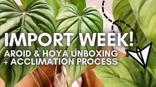 Importing plants from Ecuador + Thailand  / unboxing & acclimation process