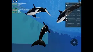 SWAP | Orca Encounter (Me as Malia)