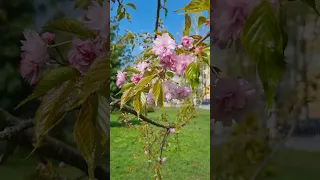 В Витебске зацвела сакура