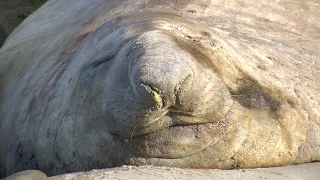 Two and a Half Minutes of Elephant Seals Snoring | A Year in Antarctica (2010)