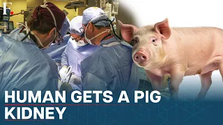 Doctors Conduct World’s First Pig-to-Human Kidney Transplant in US