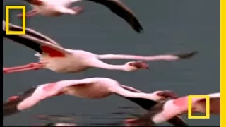 Flamingos of Bogoria | National Geographic