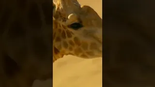 Giraffe in Desert