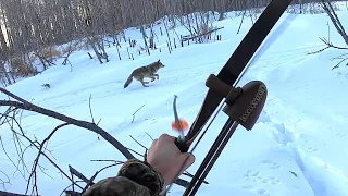 Hunting Coyotes with a Long Bow!