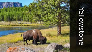 ВСТРЕЧА С БИЗОНАМИ! / ПАРК YELLOWSTONE — США / День 6 (ч.2)