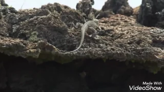 Lizard escapes snakes.