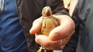 Тошкент қуш бозори: Бедана - Перепел 10.10.20 Tashkent bird market