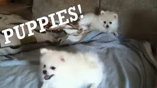 POMERANIAN PUPPIES PLAYING - 8 WEEKS OLD