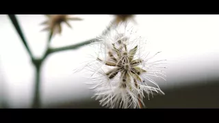 Little Things That Matter | 1 Minute Nature Video