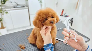 I'm going to make the strongest, cutest fluffy Toy Poodle into a round shape.