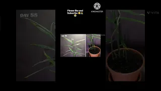 Growing Ginger Plant From Root (93 Days Time Lapse) | Time lapse😱😱 #shorts #timelapse