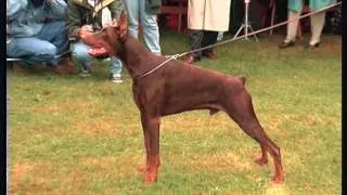 Le Doberman chien