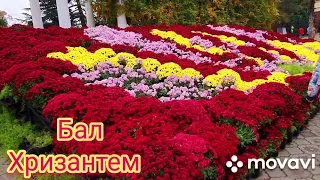 #Крым🌻Никитский ботанический сад. Бал хризантем👍😊