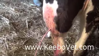Large Abscess In Dairy Cow With A Lot Of Pus, See Vet Doctor Helps By Draining It