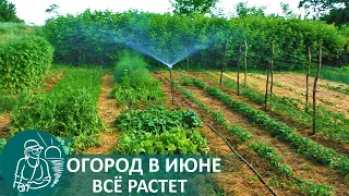 ☘ Огород Гордеевых в июне — летняя экскурсия по грядкам, замульчированным травой