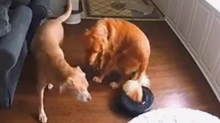 Dog's Tail Gets Stuck in Robotic Vacuum