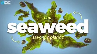 Can Seaweed Save the Planet?