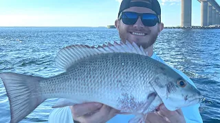 Pre-Frontal Tampa Bay Varity Pack! (Snapper, Grouper, Tarpon, and Tripletail)!