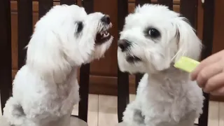 eat a cucumber and go crazy - Moments from the life of a cute Maltese dog