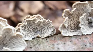 Fungi and the Wood Wide Web