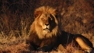 Дикая Ботсвана: Братство львов | Мир дикой природы