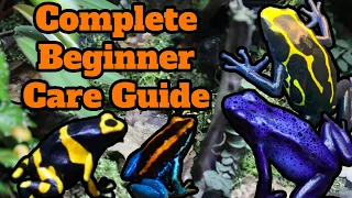 IN DEPTH Poison Dart Frog Care Guide - Everything You Need To Know