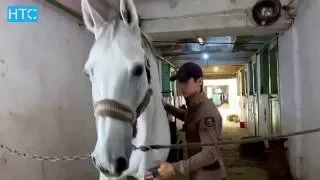 Развитие конного спорта в Кыргызстане / УтроLive / НТС