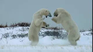 Крупнейший сухопутный хищник - БЕЛЫЙ МЕДВЕДЬ В ДЕЛЕ! Он может поймать даже Белуху!