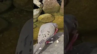 Mourning Dove Scratching Its Neck