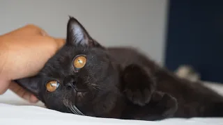 Baby cat Pusha enjoys some cuddle moments with her dad!