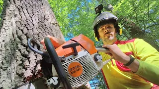 Stihl ms 461, Logging of thick oaks with Zetor Proxima tractor, Amles, Forestwork, Logging, Felling